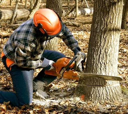 Tree Removal in Edwards, MS